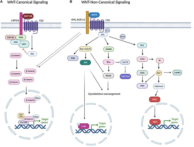 WNT5B in Physiology and Disease