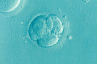 Nabídka zaměstnání – embryolog