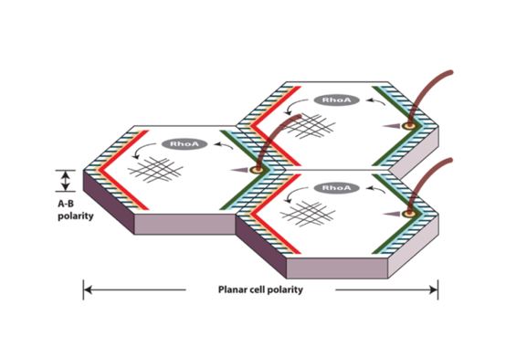 Invitation: Talk by Marek Mlodzik about Wnt/PCP signaling, on 18. 11. 2021