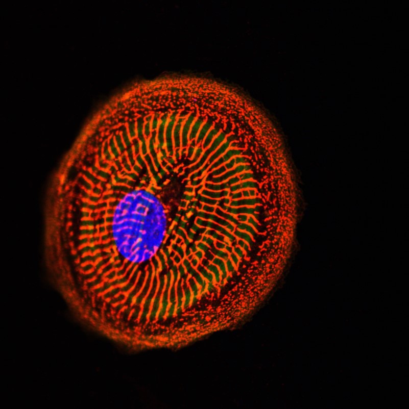 Přednáška: Patient-Specific Derived Cardiomyocytes – Will We Be Able to Predict the Cardiomyopathies in the Dish Tomorrow?, 20. 1. 2022 v 10.00