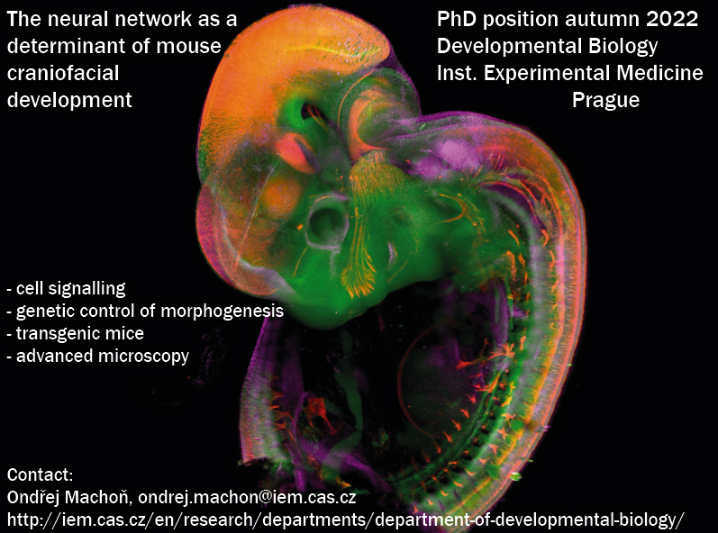 Nabídka PhD pozice – The neural network as a determinant of mouse craniofacial development