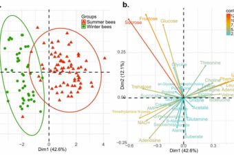 1H NMR Profiling of Honey Bee Bodies Revealed Metabolic Differences between Summer and Winter Bees