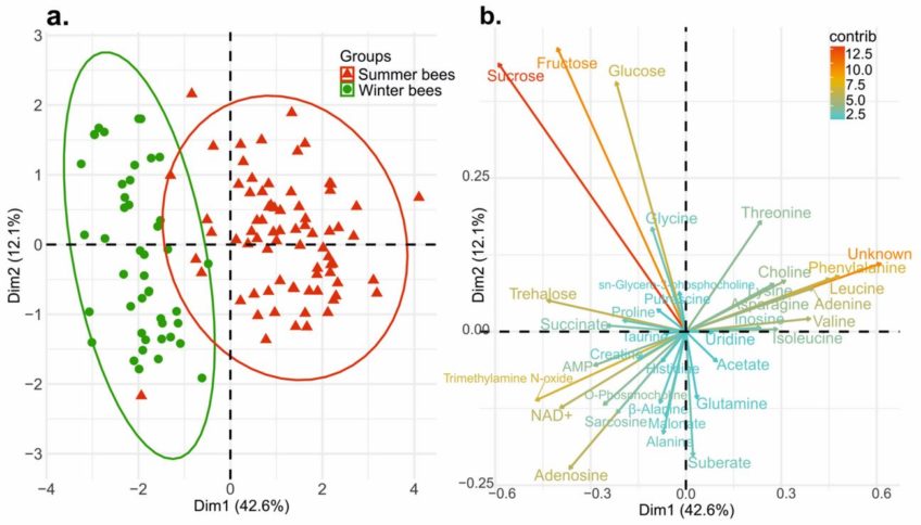 1H NMR Profiling of Honey Bee Bodies Revealed Metabolic Differences between Summer and Winter Bees