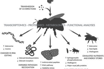 Omics-based analysis of honey bee (Apis mellifera) response to Varroa sp. parasitisation and associated factors reveals changes impairing winter bee generation