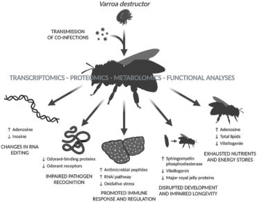 Omics-based analysis of honey bee (Apis mellifera) response to Varroa sp. parasitisation and associated factors reveals changes impairing winter bee generation