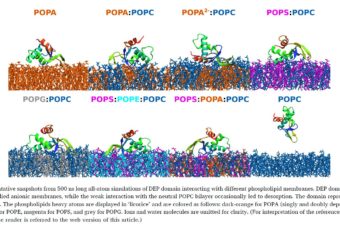 Binding of DEP domain to phospholipid membranes: More than just electrostatics