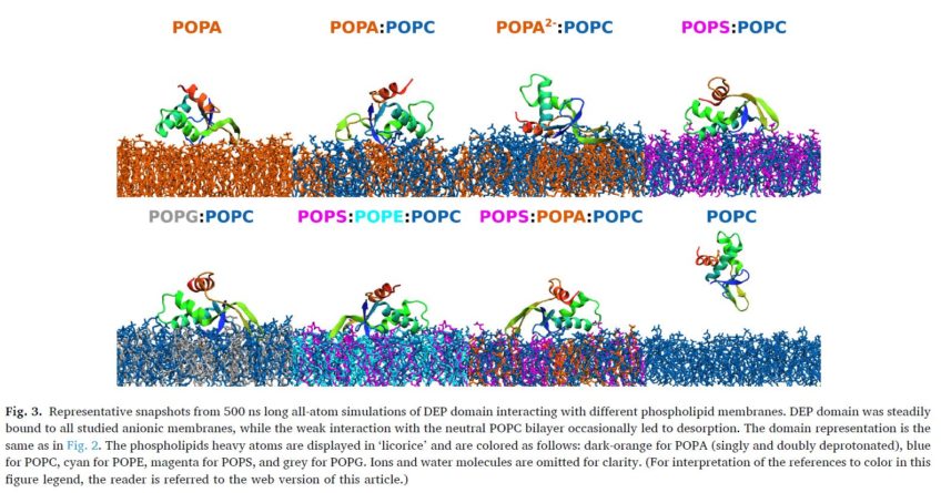 Binding of DEP domain to phospholipid membranes: More than just electrostatics