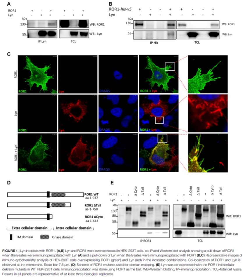 Lyn Phosphorylates and Controls ROR1 Surface Dynamics During Chemotaxis of CLL Cells