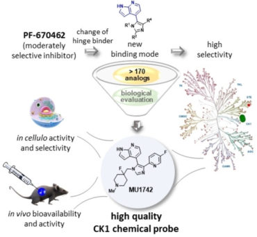 Discovery of Potent and Exquisitely Selective Inhibitors of Kinase CK1 with Tunable Isoform Selectivity