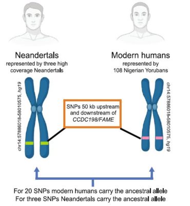 A previously uncharacterized Factor Associated with Metabolism and Energy (FAME/C14orf105/CCDC198/1700011H14Rik) is related to evolutionary adaptation, energy balance, and kidney physiology