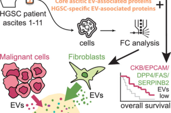 New article! 🎉: Proteomic Analysis of Ascitic Extracellular Vesicles Describing Tumor Microenvironment and Predicting Patient Survival in Ovarian Cancer