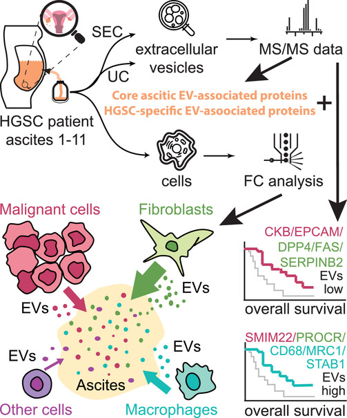 New article! 🎉: Proteomic Analysis of Ascitic Extracellular Vesicles Describing Tumor Microenvironment and Predicting Patient Survival in Ovarian Cancer