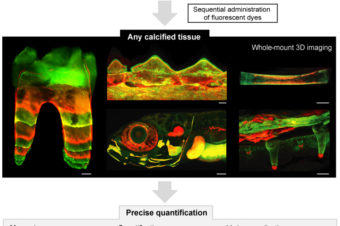 Spatiotemporal monitoring of hard tissue development reveals unknown features of tooth and bone development