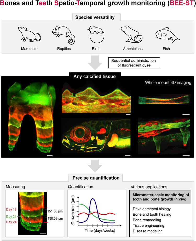 Spatiotemporal monitoring of hard tissue development reveals unknown features of tooth and bone development