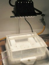 Lamp for irradiation of chloroplasts suspension