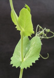 Pea leaves - optimal stage for experimental usage