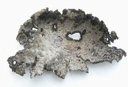 Lasallia pustulata - upper side