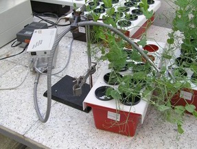 PAM fluorometer in action