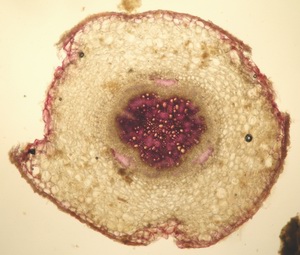 Section of fluoranthene-affected pea plant root (coloured with floroglucinol)