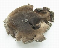 Umbilicaria hirsuta - lower side