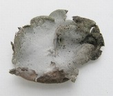 Umbilicaria hirsuta - upper side