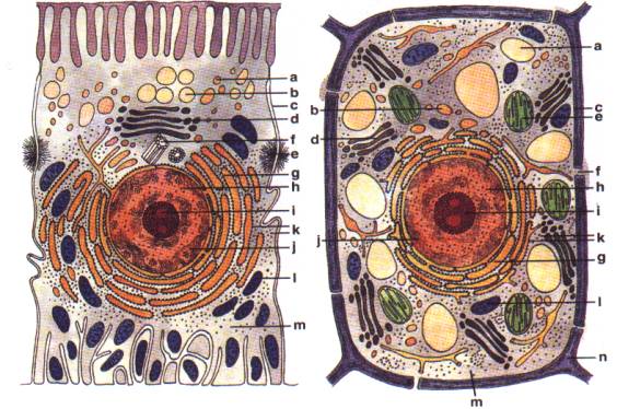 stavba eukaryotické buňky