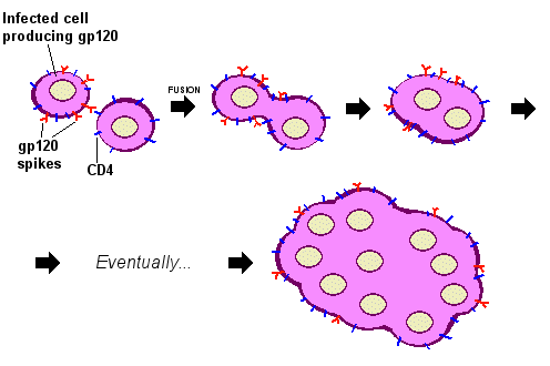 The process of syncytium formation