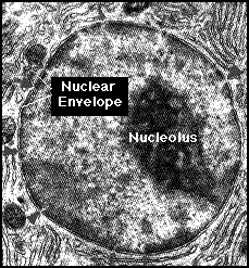 TEM of a Cell Nucleus