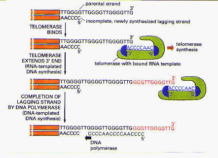 20fig1.gif (51355 bytes)