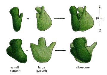 Figure 9a. Structure of the ribosome