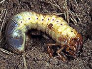 Cockchafer Grub; perhaps similar to the Ides of March