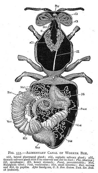 Diagram of honeybee digestive system