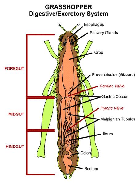 diagram of grasshopper's digestive system