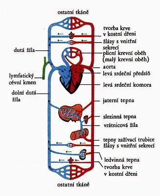 Schma krevnho obhu - podle Ericha Kolba