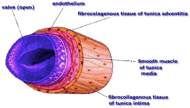 vein2.JPG (26933 bytes)