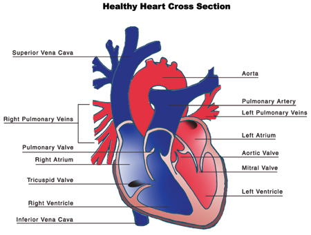 Illustration of the anatomy of the heart