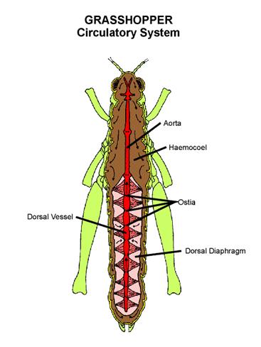 diagram of a grasshopper's circulatory system