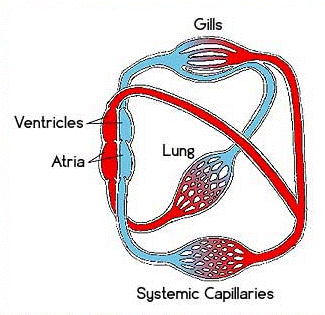 Proposed Circulatory System