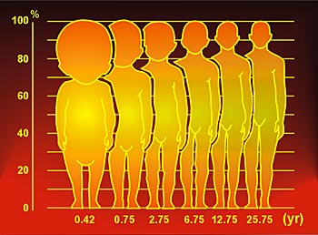 Changing body proportions from infancy to adulthood