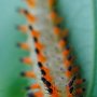 pestrokřídlec podražcový (Zerynthia polyxena)