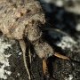 larva mravkolva (Myrmeleontidae)