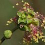 krvavec menší (Sanguisorba minor)