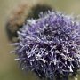 koulenka prodloužená (Globularia bisnagarica)