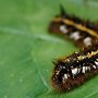 Euthrix potatoria<br />- bourovec trávový