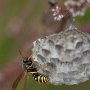 Polistes sp. - vosík