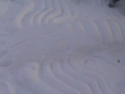 thumbs/03_Scorpiones.png