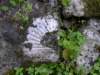 Photo Number 6