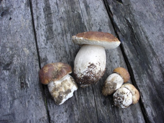 Photograph