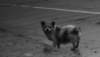 chinesedog_small.jpg