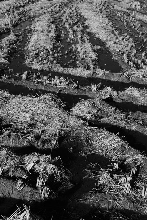 harvestedpaddy.jpg